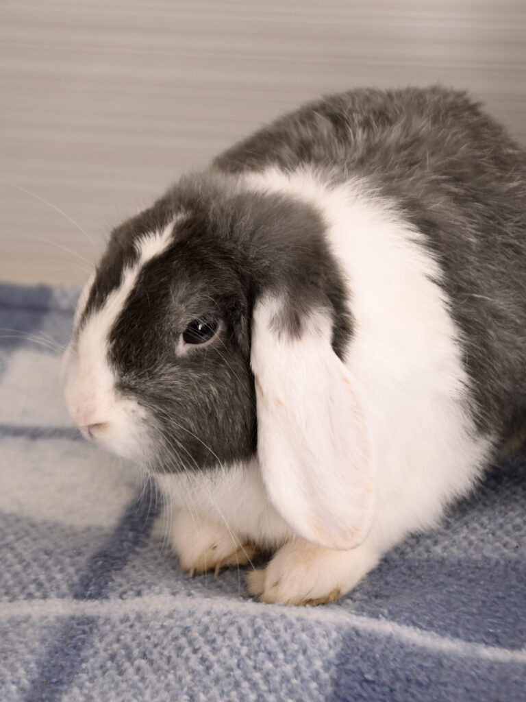 Moka et Snow_Lapins_06