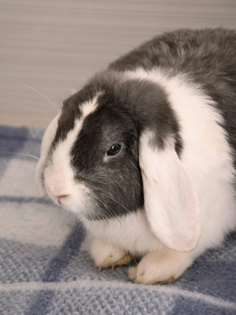 Moka et Snow_Lapins_07