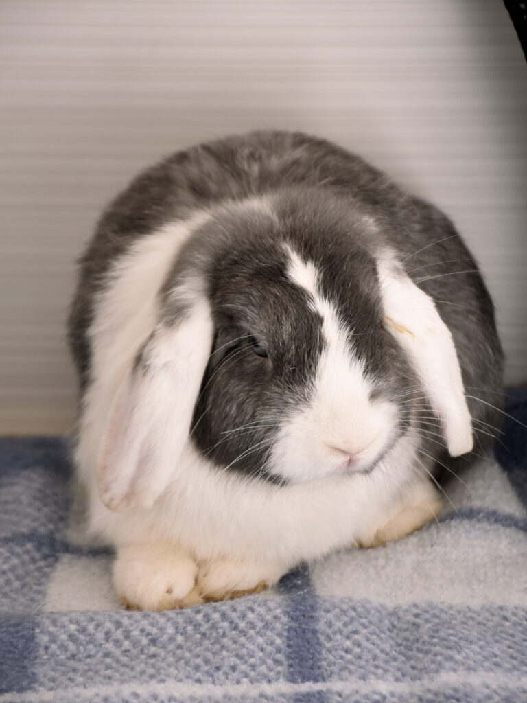 Moka et Snow_Lapins_08