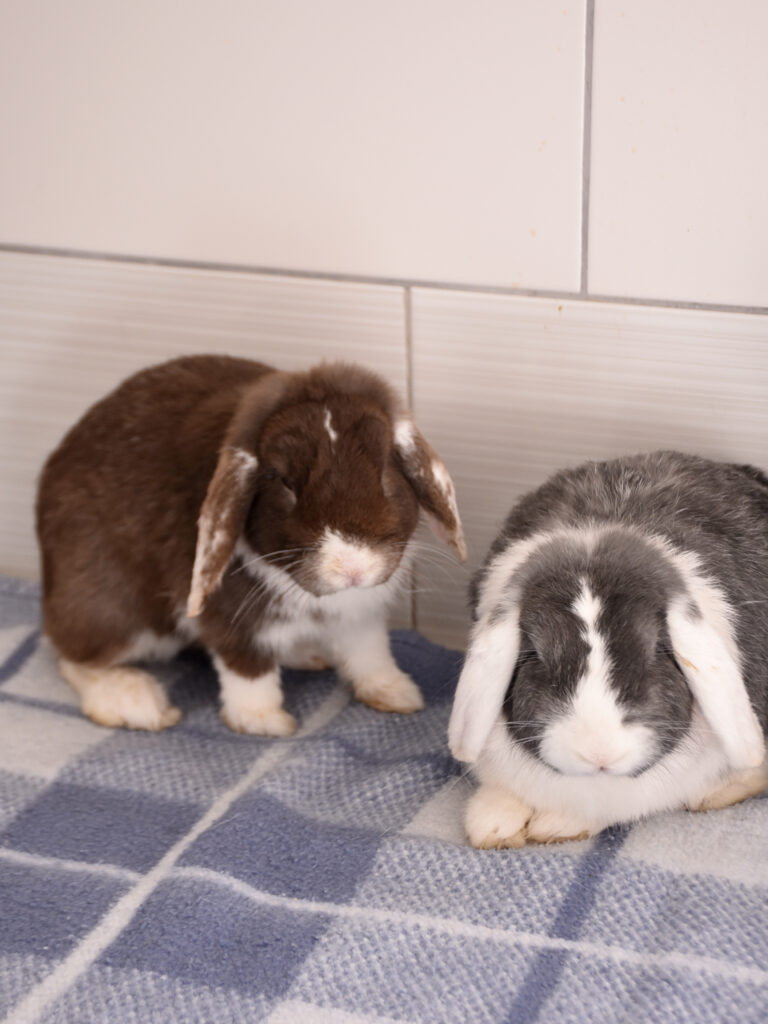 Moka et Snow_Lapins_10