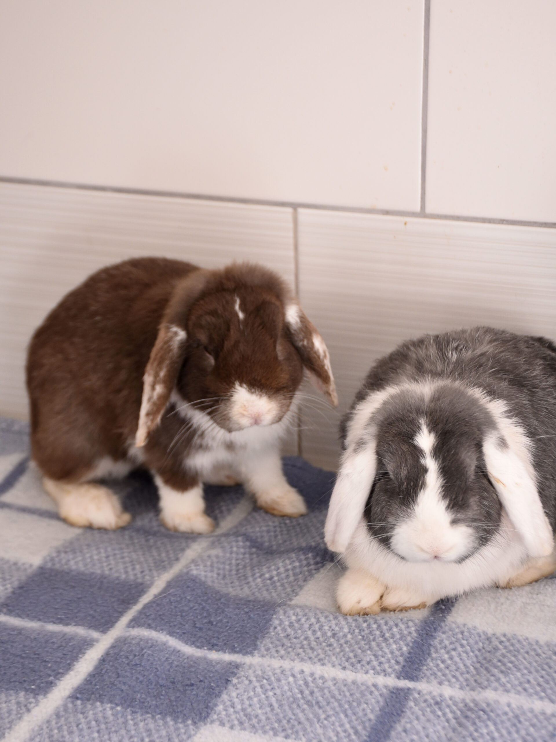 Moka et Snow – Image 19