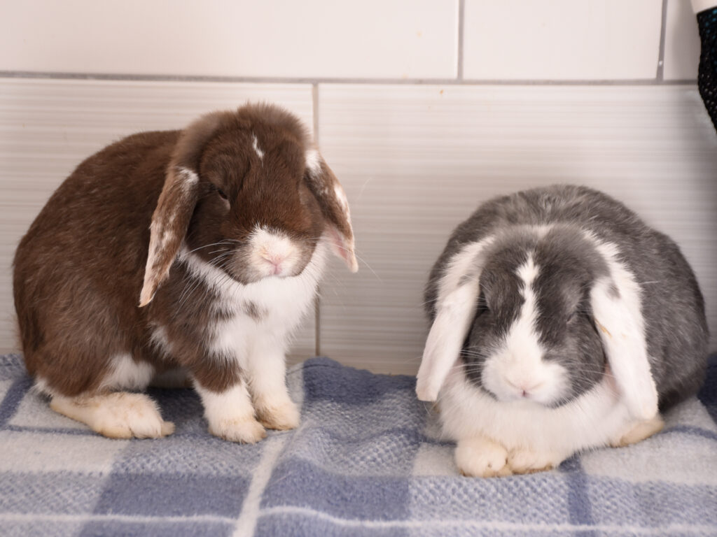 Moka et Snow_Lapins_11