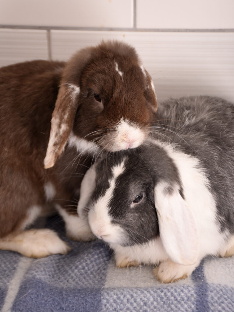 Moka et Snow_Lapins_12