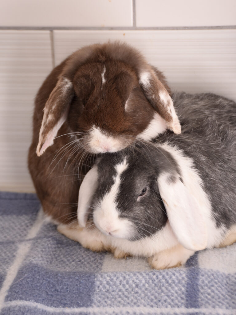 Moka et Snow_Lapins_14