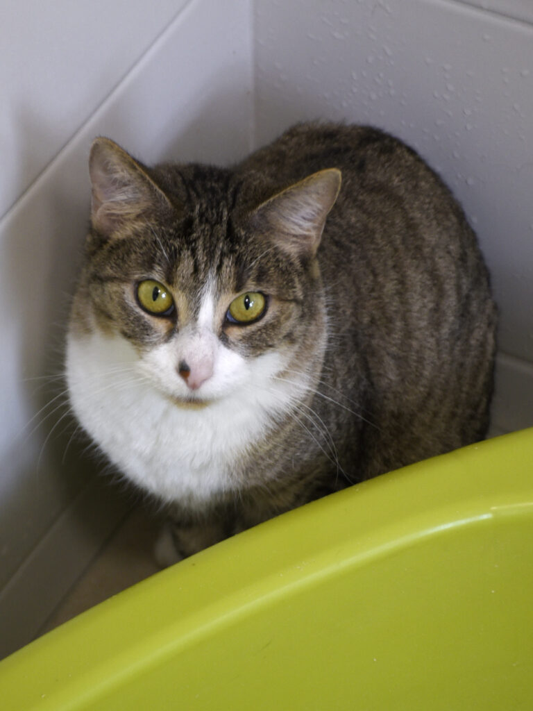 Muraille_Serdaigle-Diogène_06