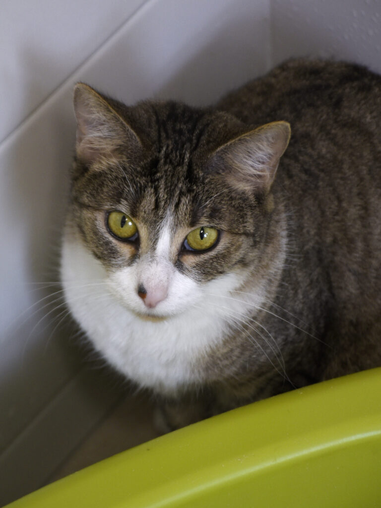 Muraille_Serdaigle-Diogène_07