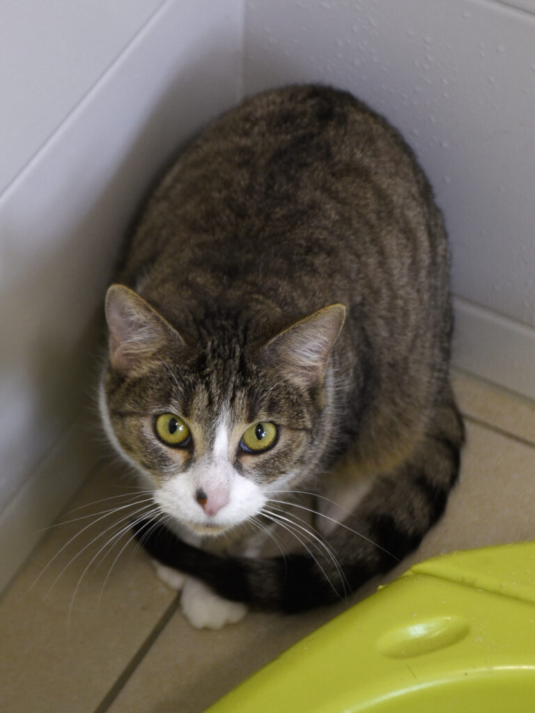 Muraille_Serdaigle-Diogène_08