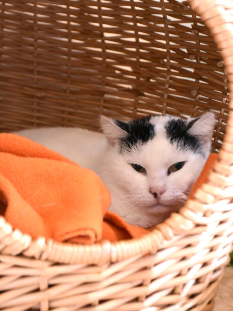 Naan_Griffondor-RetraitVertou_05