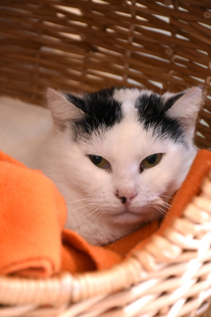 Naan_Griffondor-RetraitVertou_06