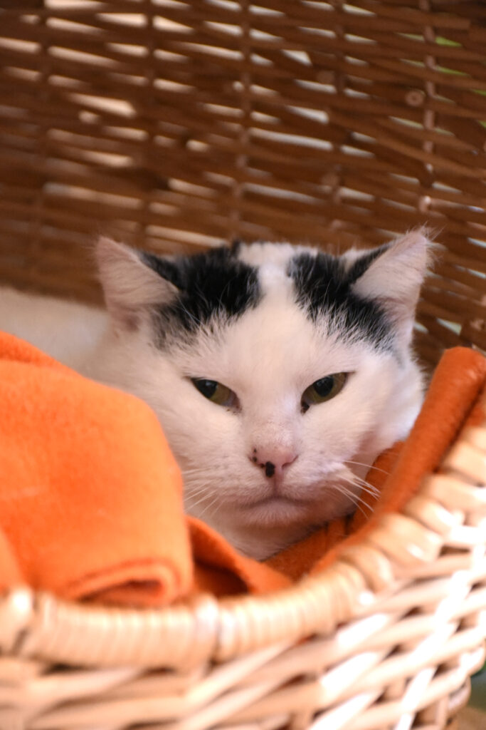 Naan_Griffondor-RetraitVertou_07