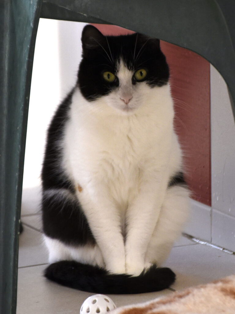 Ombrelle-Serpentard-Diogènes-06