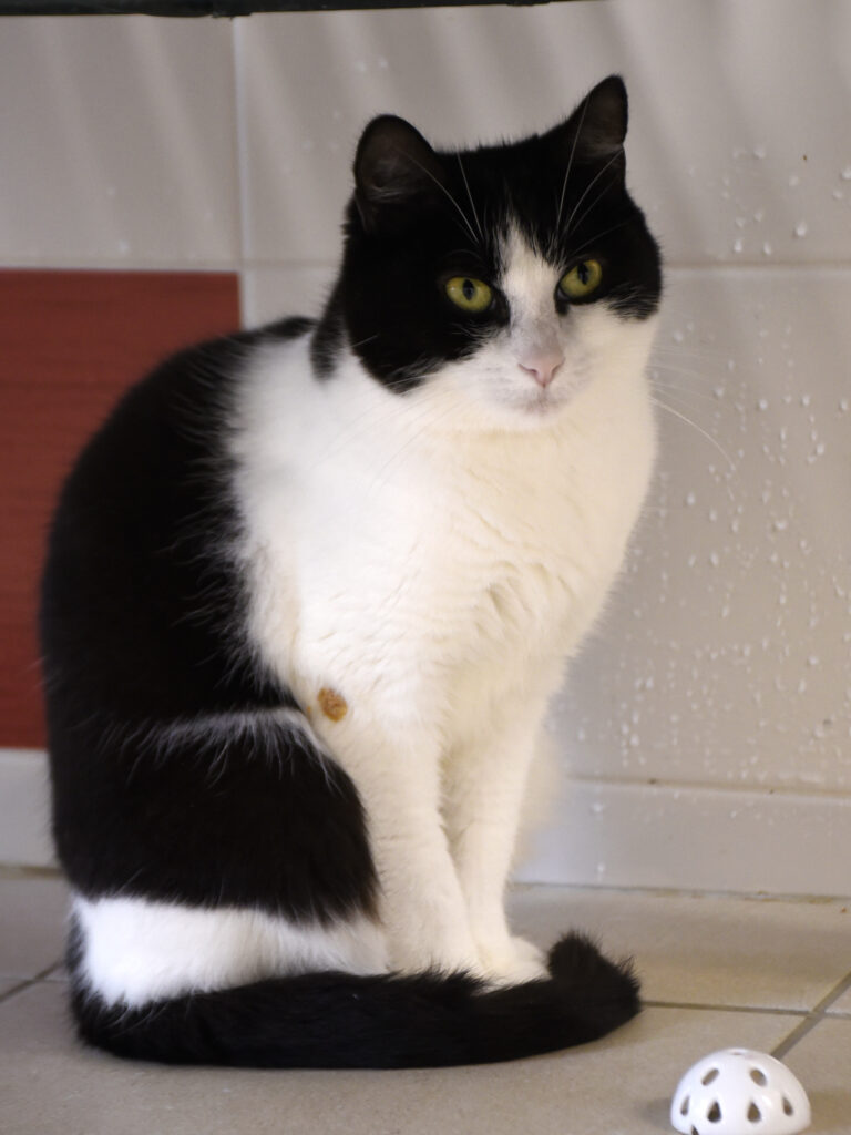 Ombrelle-Serpentard-Diogènes-07