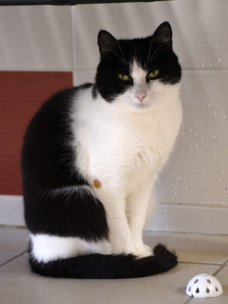 Ombrelle-Serpentard-Diogènes-08