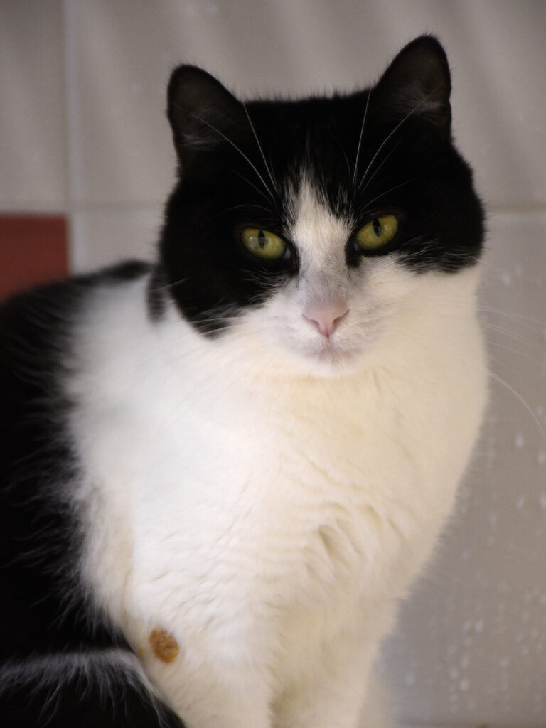 Ombrelle-Serpentard-Diogènes-09