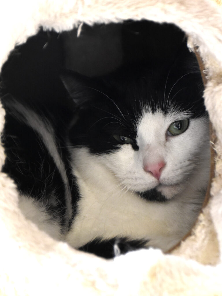 Rillon_Poufsouffle_03