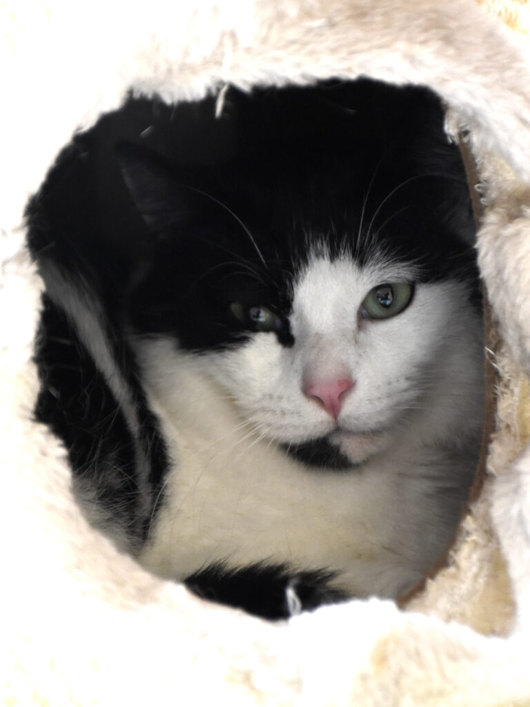 Rillon_Poufsouffle_04