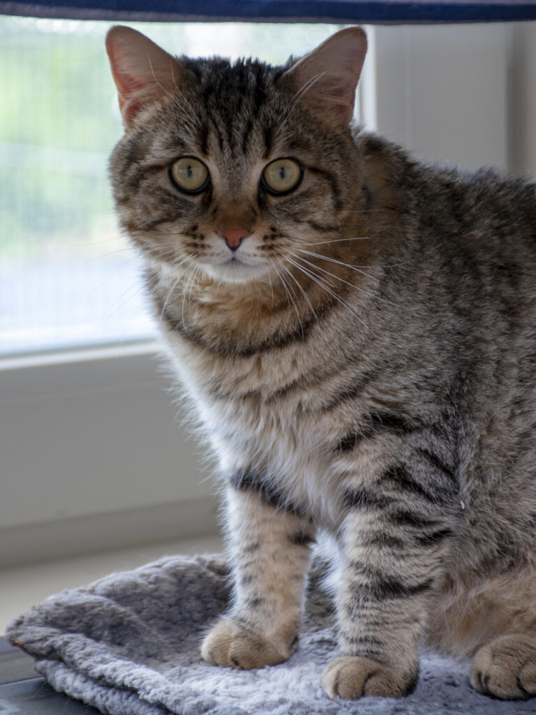 Aerius_Pattenrond_04