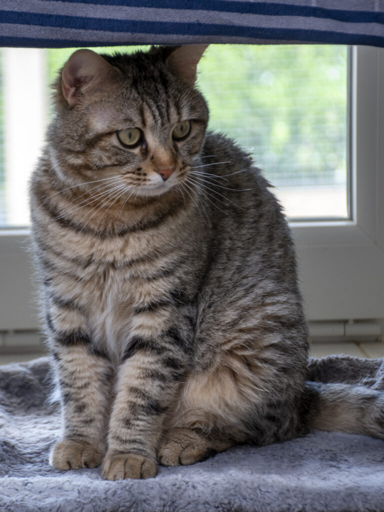 Aerius_Pattenrond_05