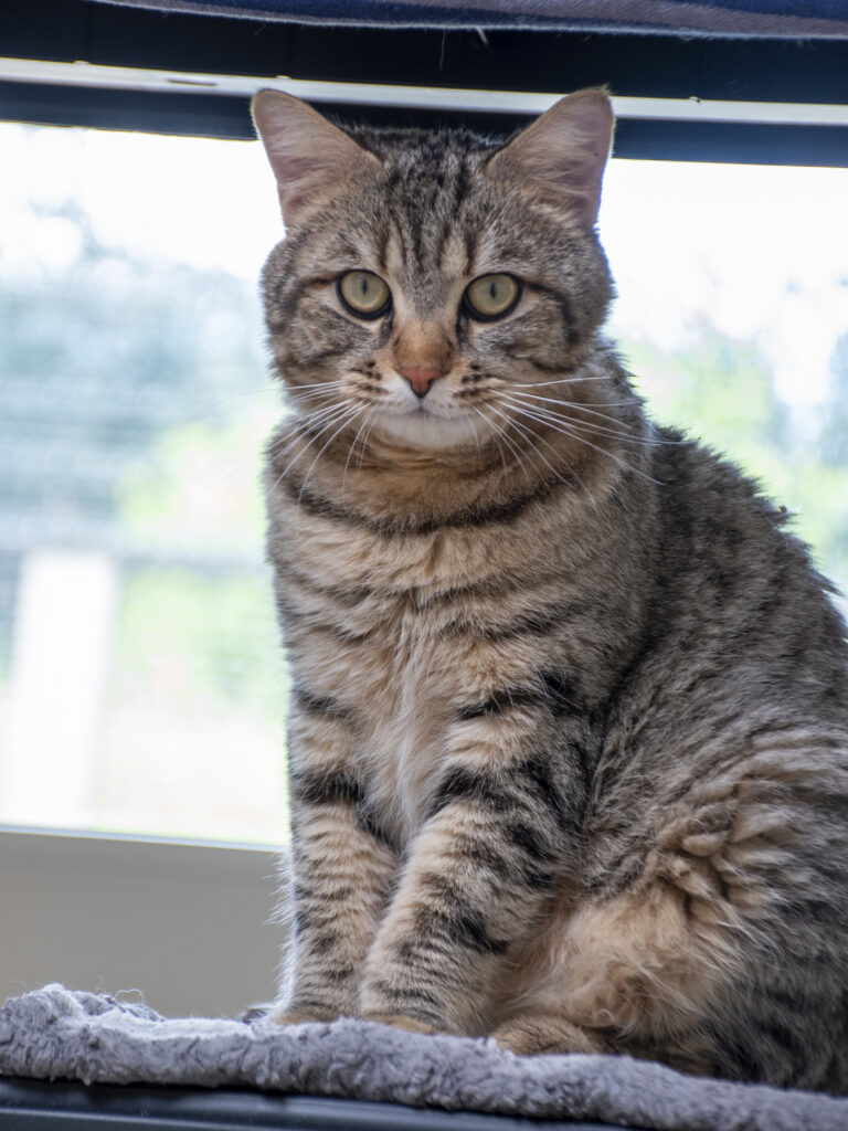 Aerius_Pattenrond_06