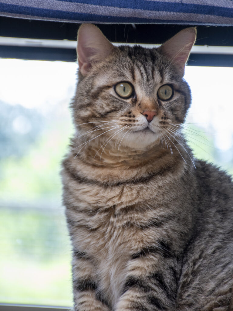 Aerius_Pattenrond_07