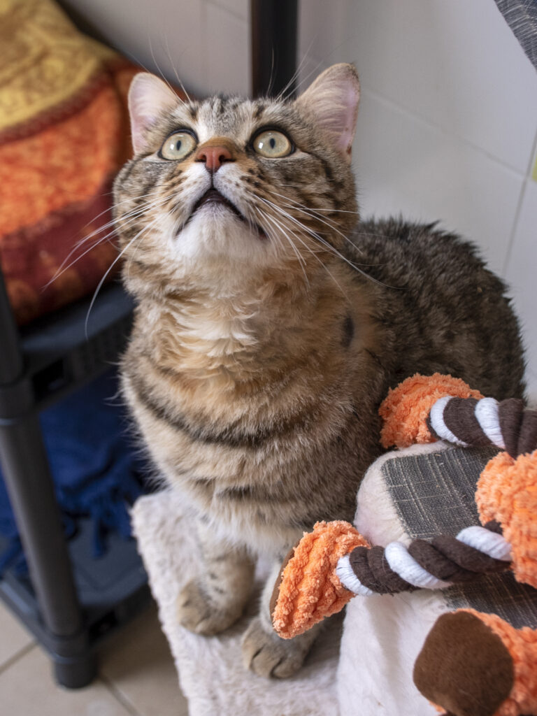 Aerius_Pattenrond_08