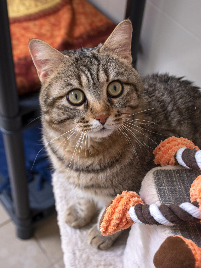 Aerius_Pattenrond_09