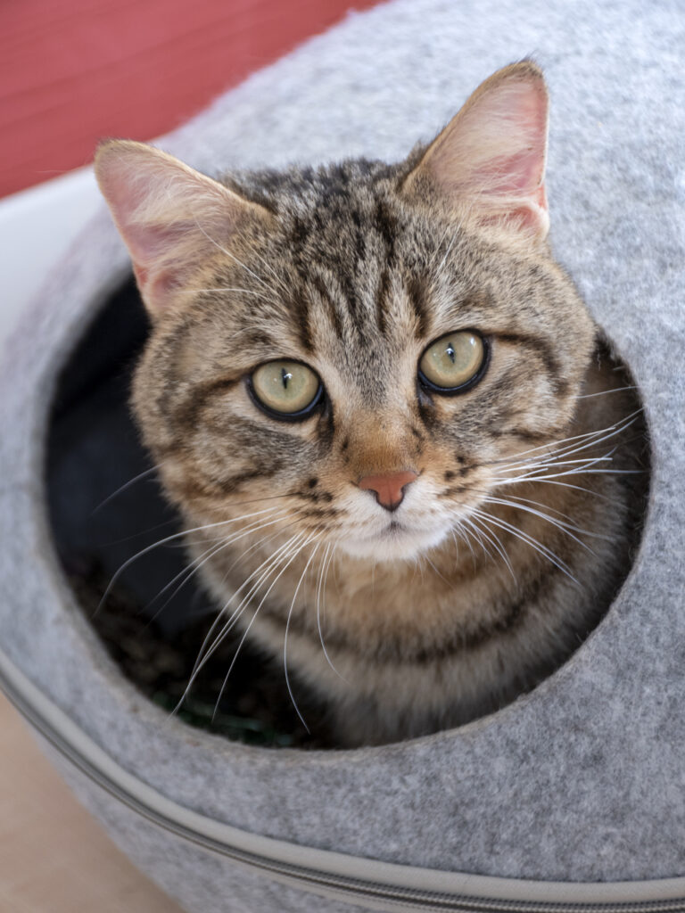 Aerius_Pattenrond_10