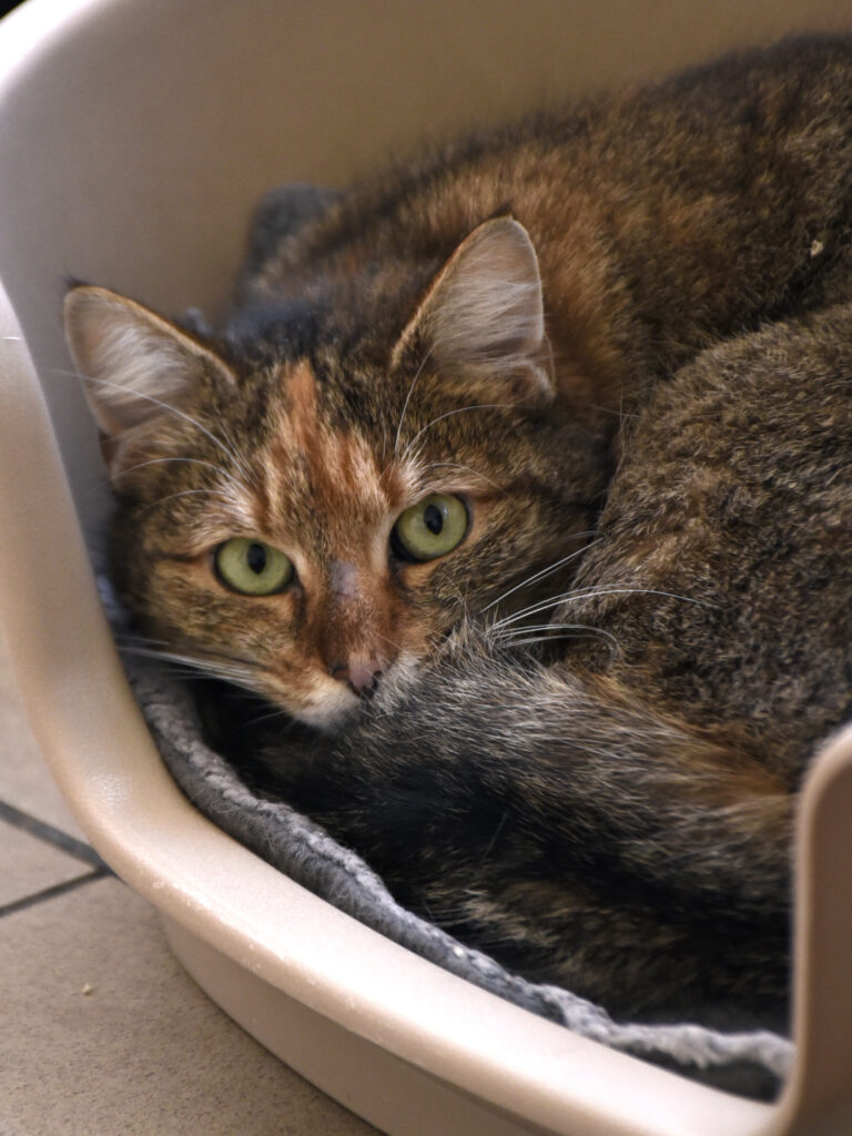 Annette_Griffondor_03