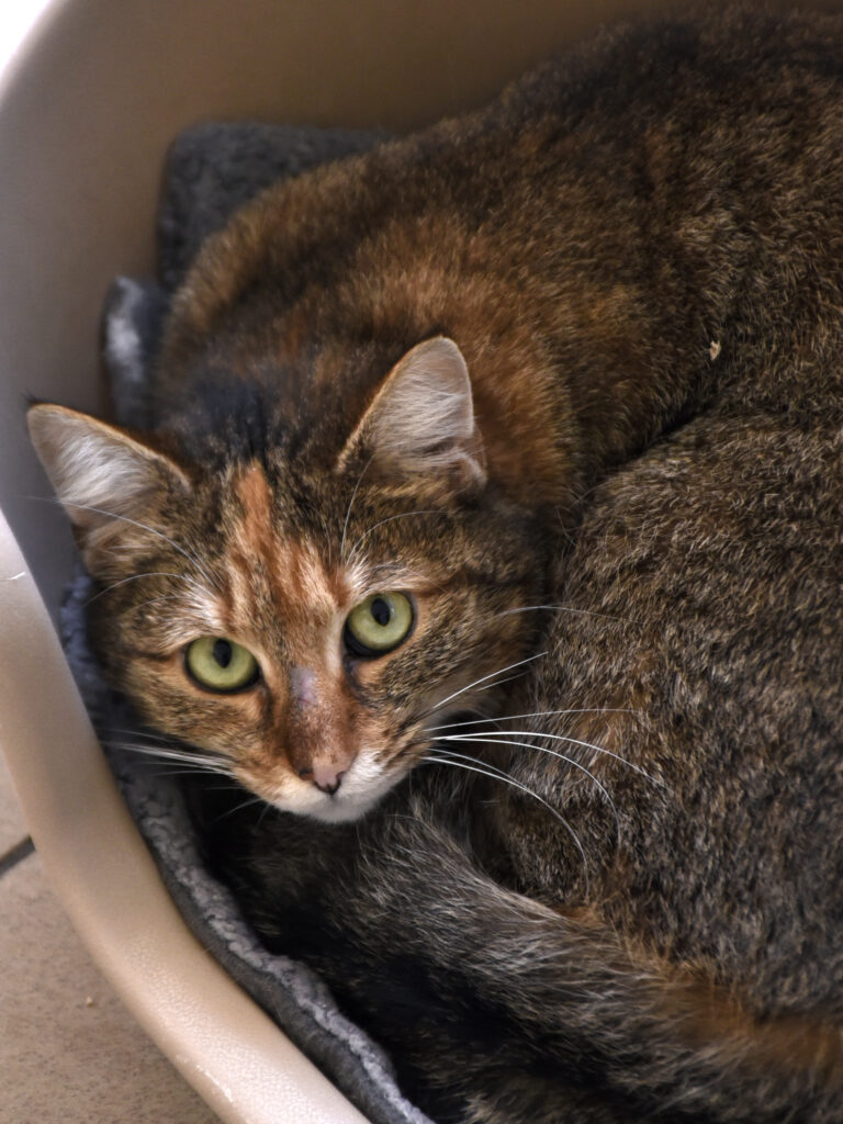 Annette_Griffondor_04