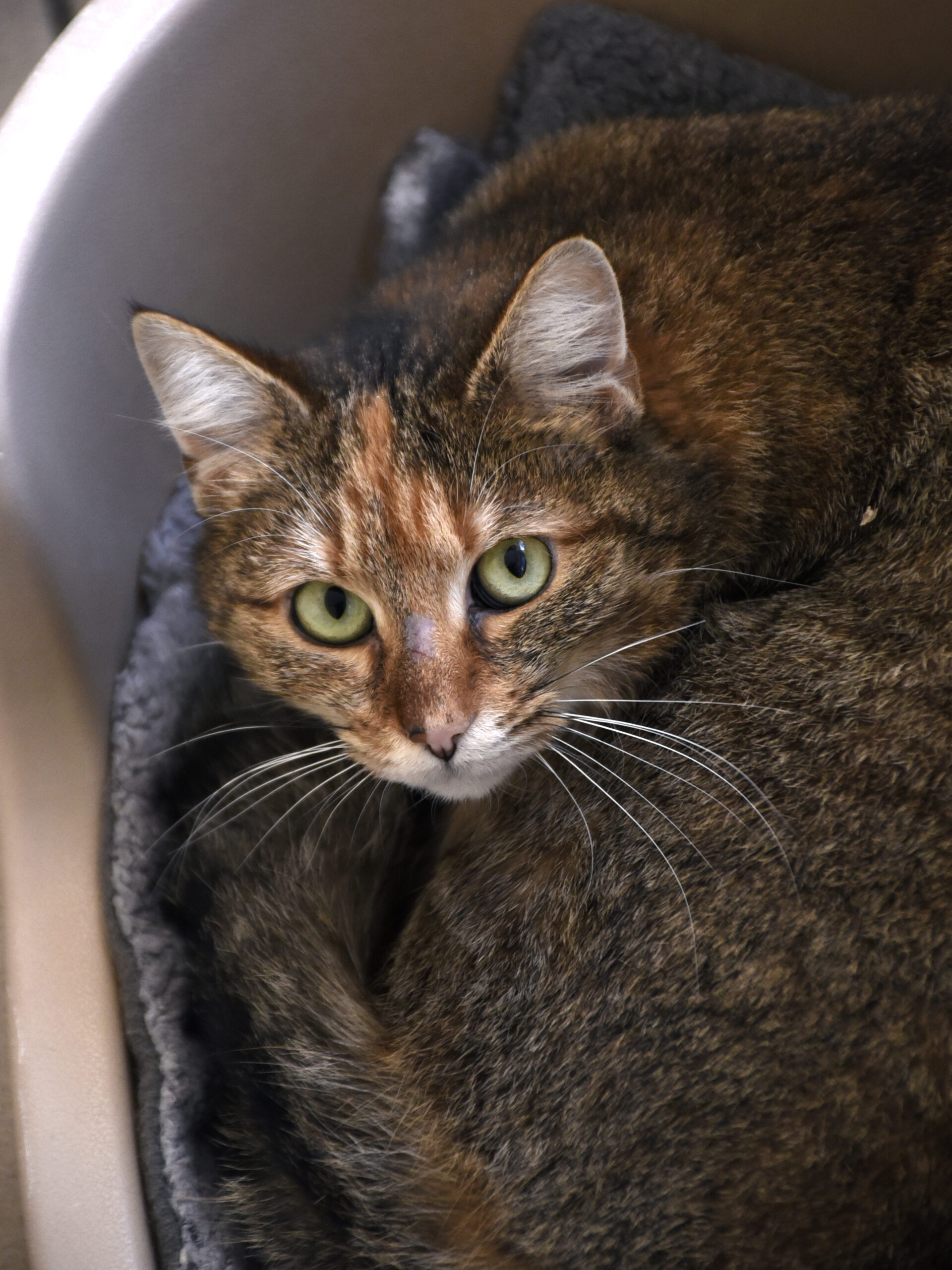 Annette_Griffondor_05