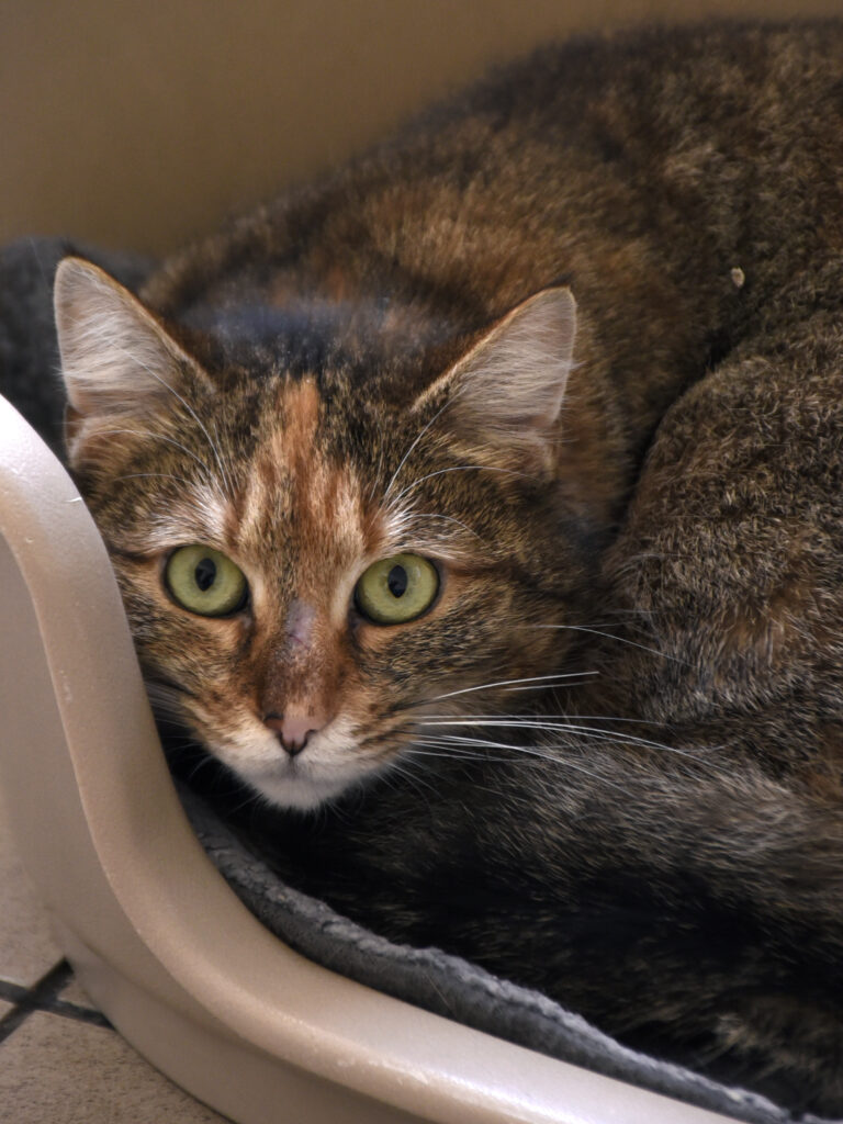 Annette_Griffondor_06