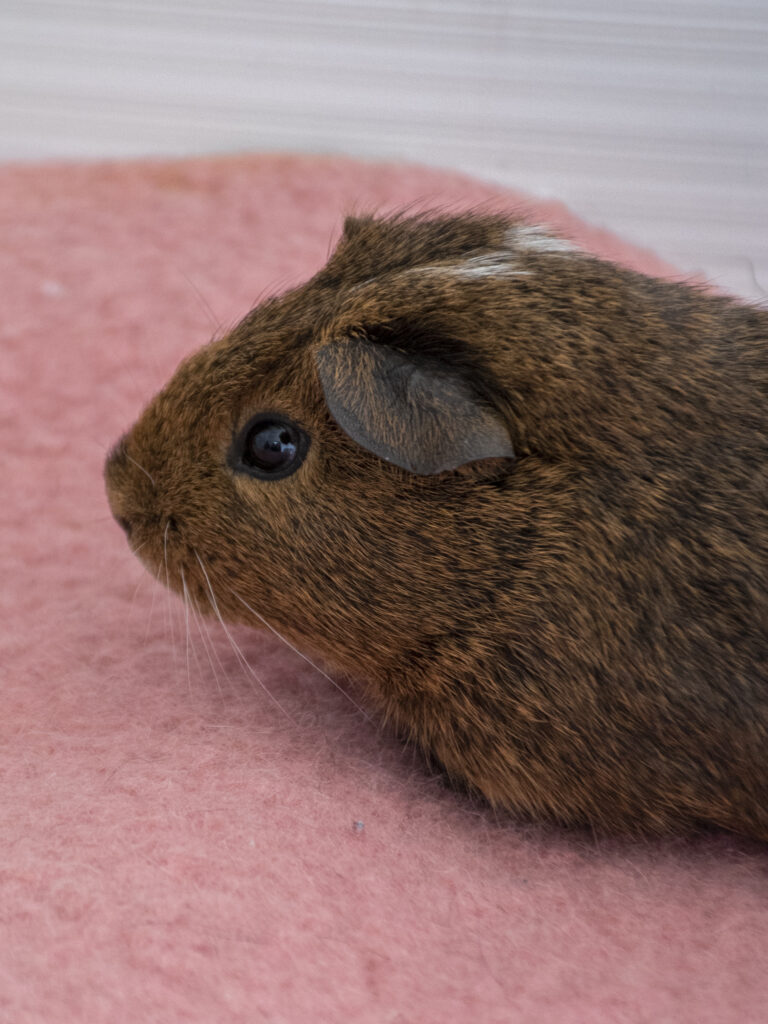 Bichette_CochonD'Inde_02