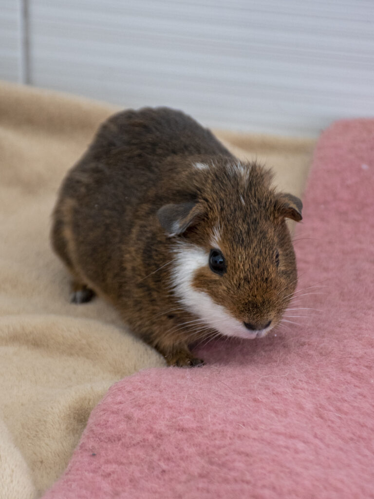 Bichette_CochonD'Inde_03