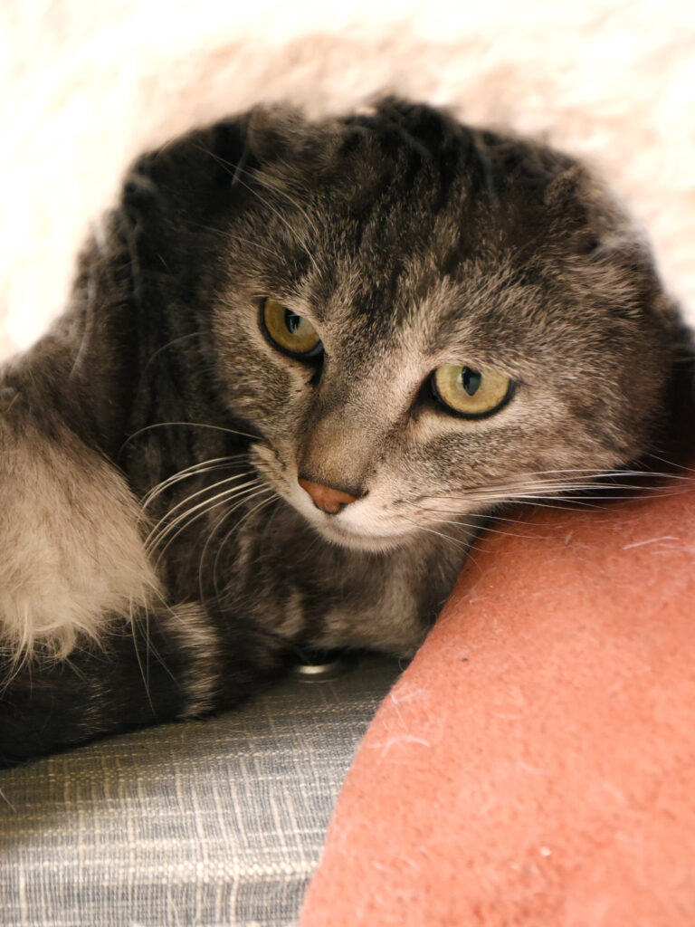 Sibelle_Pattenrond_02