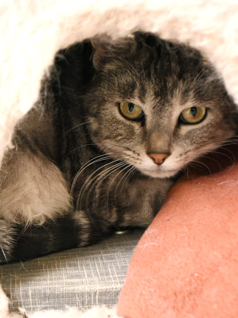 Sibelle_Pattenrond_03