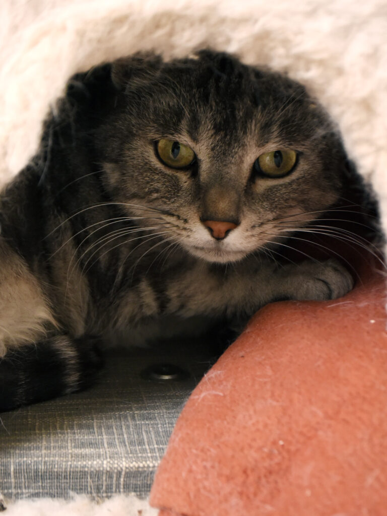 Sibelle_Pattenrond_04