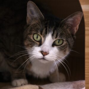 Lilou