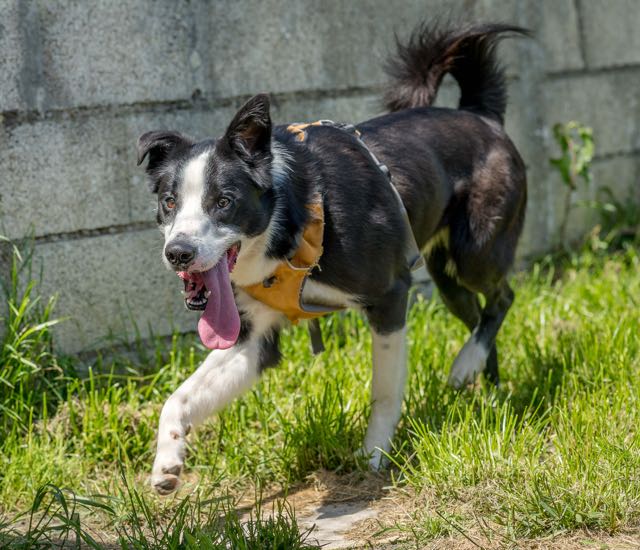 Sprint – Image 4