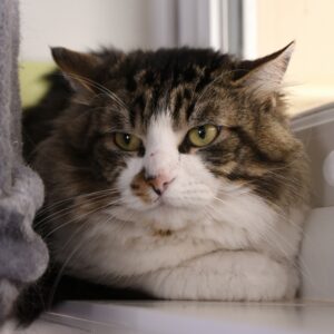 Loki