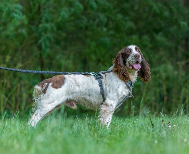 Olaf – Image 2