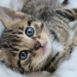 Des chatons