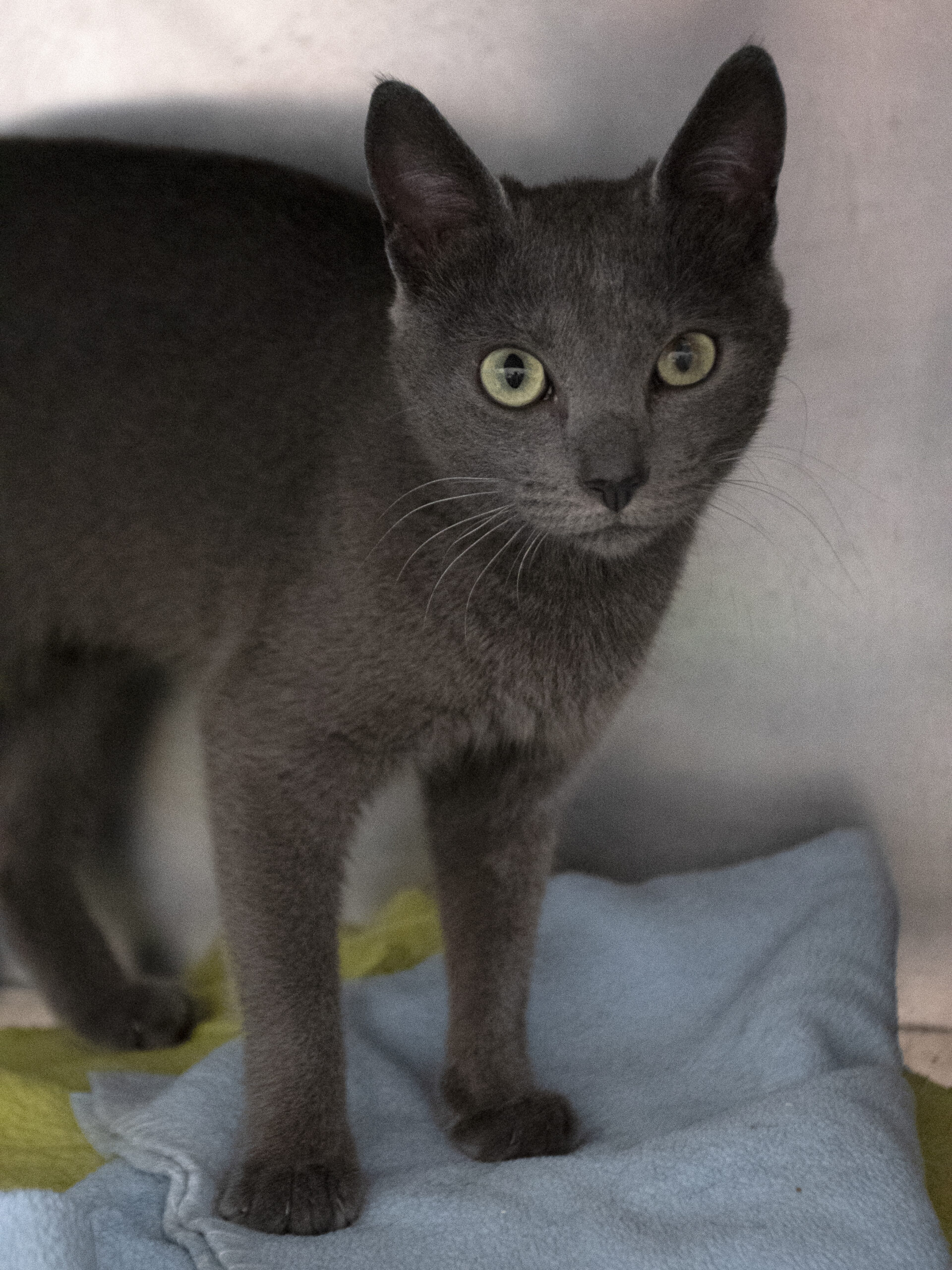 Billie jean – Image 3