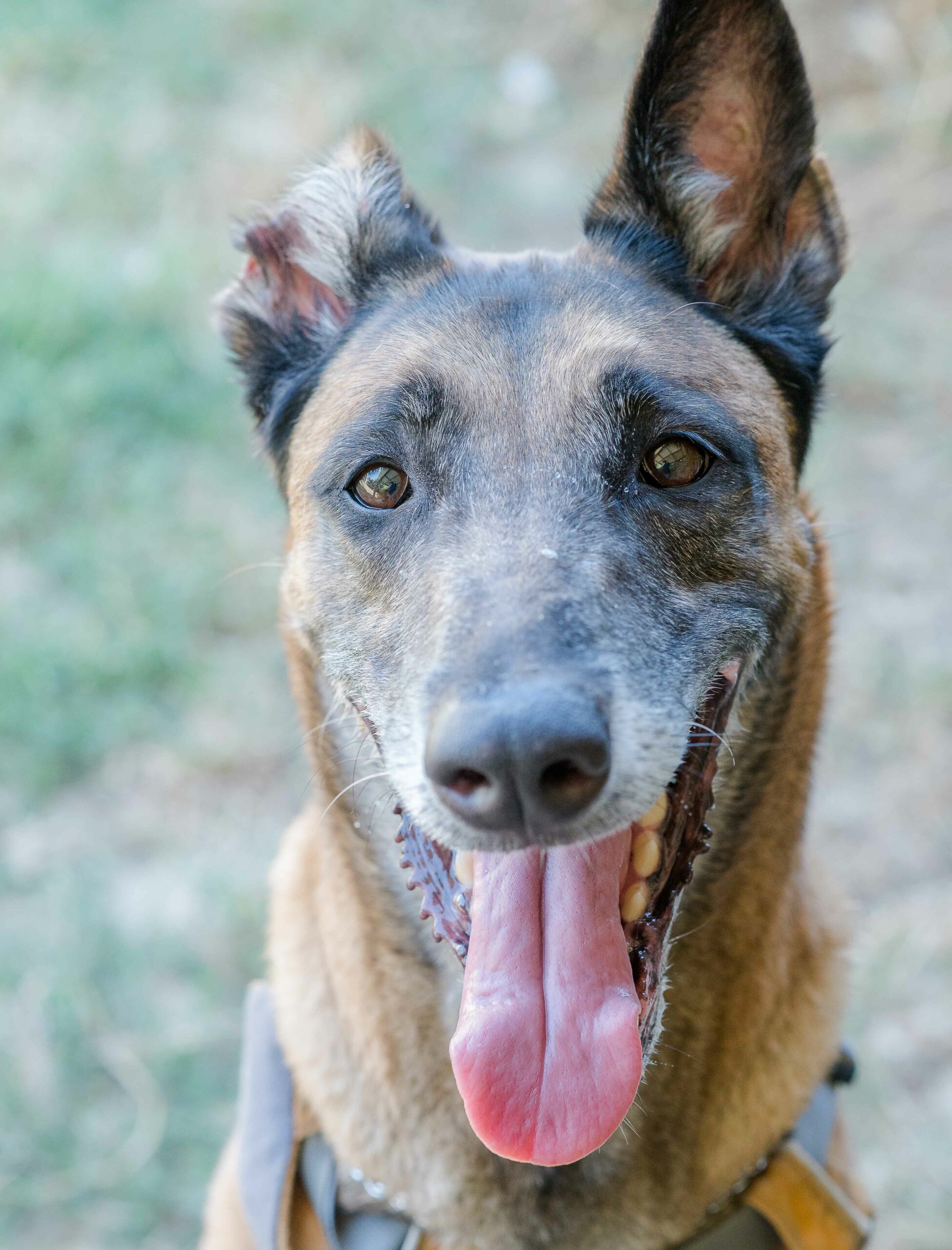 Maya
