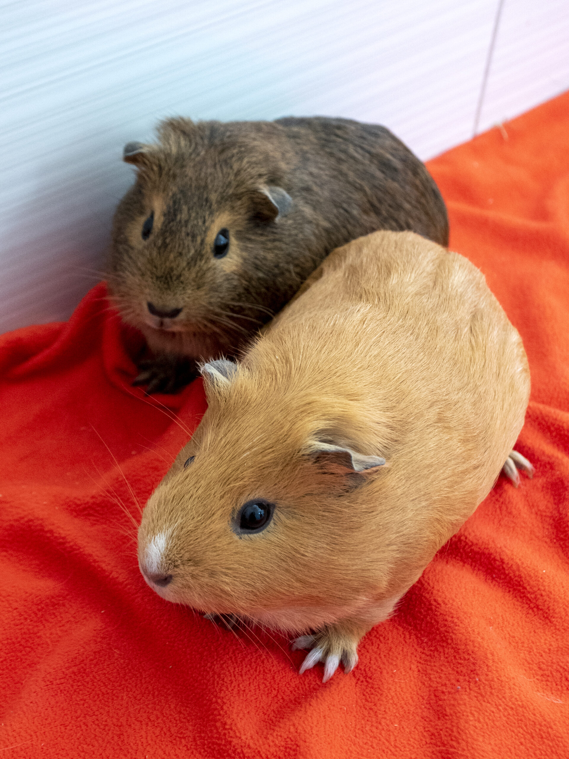 Ponyo et San – Image 8