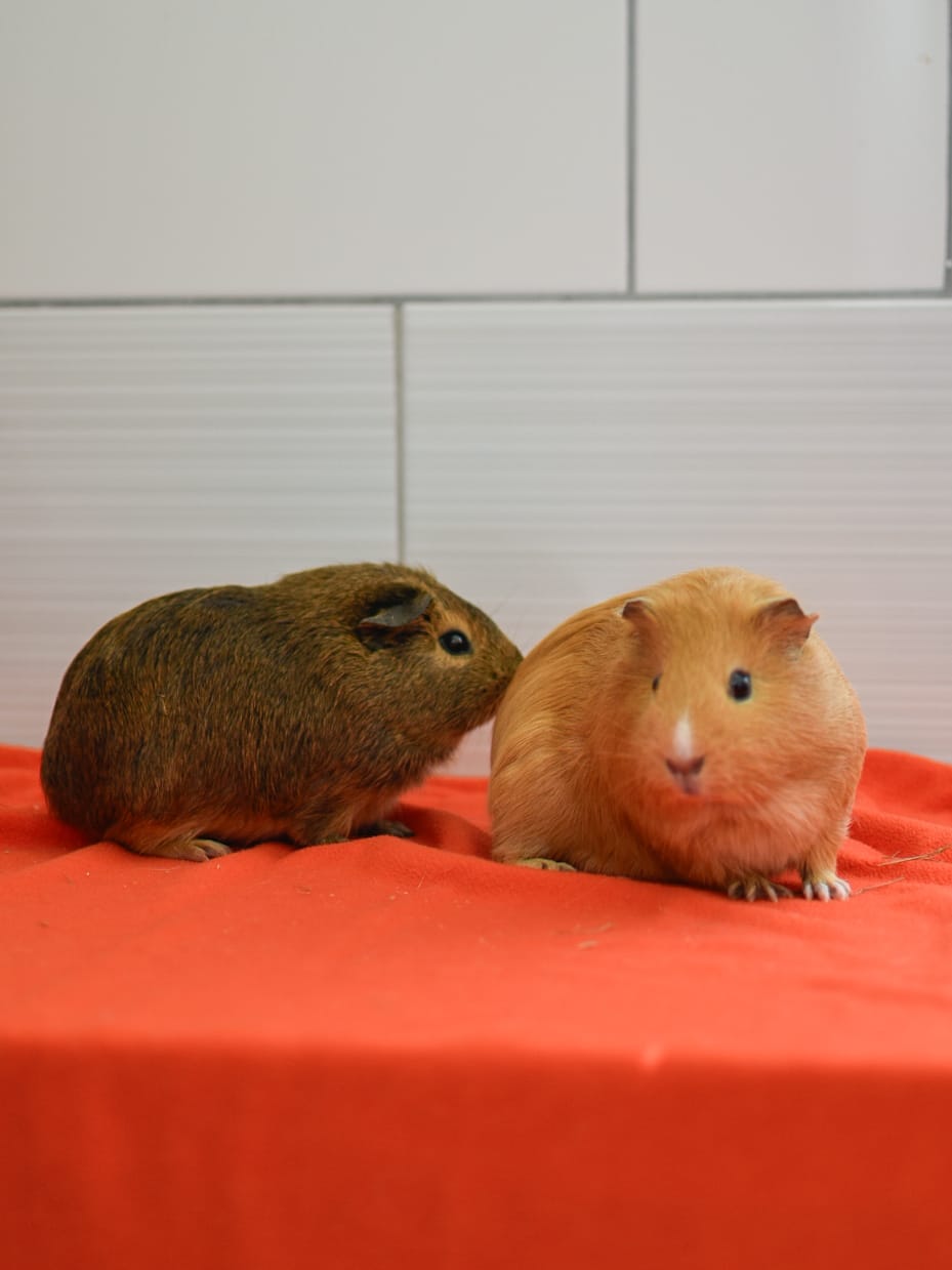 Ponyo et San – Image 6