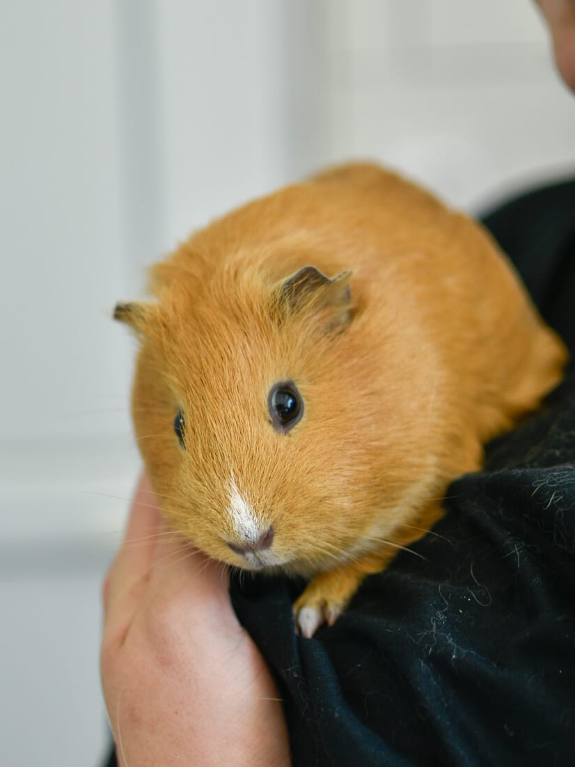 Ponyo et San – Image 5