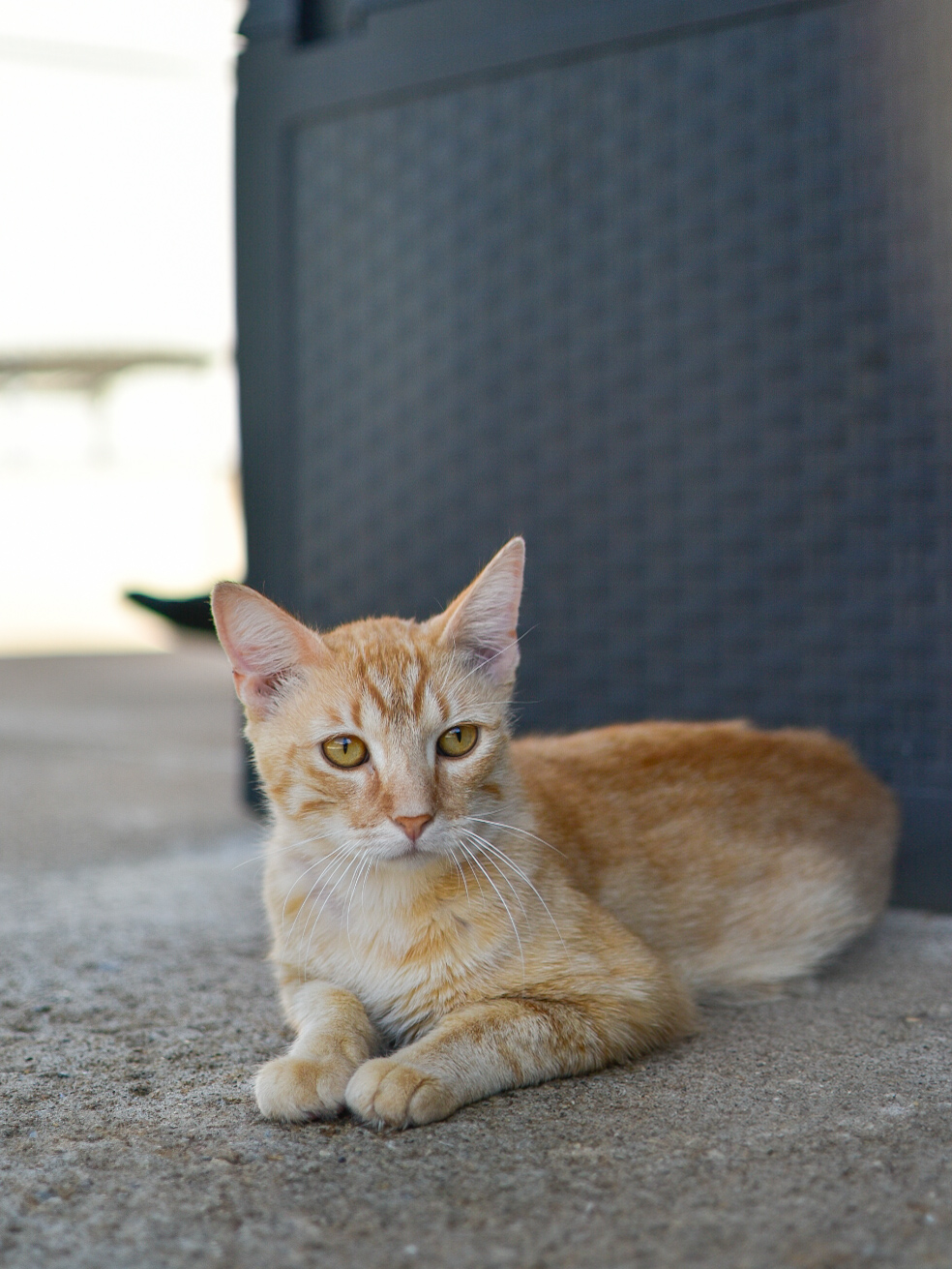 Docki – Image 5