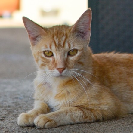 Docki