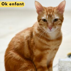Don quichotte