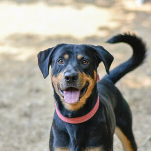 Cassius